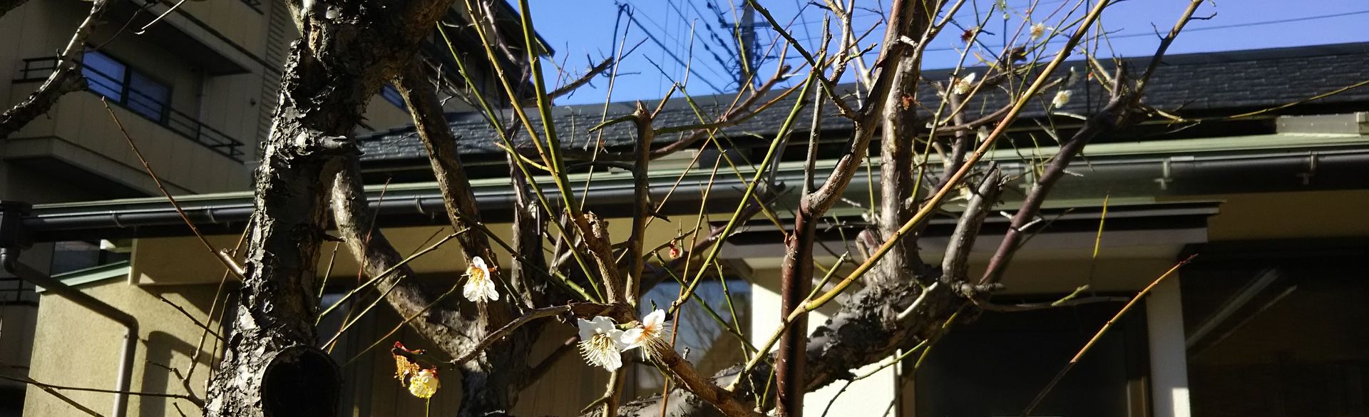 からはだふくらか